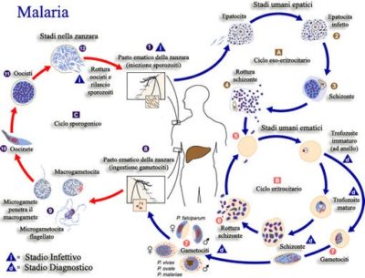 Malaria: Un’antica Malattia Infettiva Ancora Attuale | L'Ettore