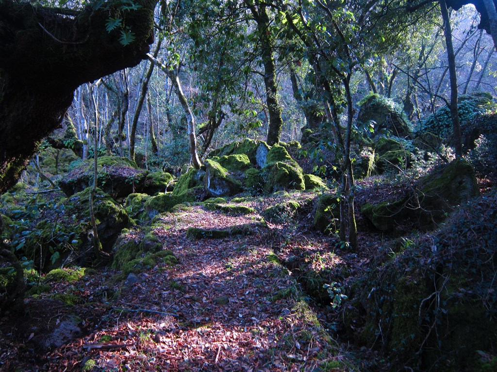 Il bosco di Biancaneve esiste davvero? Sì, è il Bosco di Sasseto (VT)!