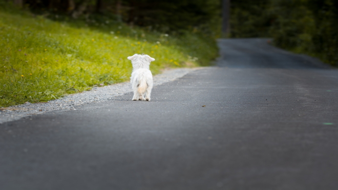 ASSOCIAZIONE AMICI ANIMALI